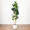 6ft. Fiddle Leaf Tree in Decorative White Planter